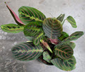 6" Maranta Red Prayer Plant